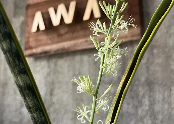 Hotel Awa Eco Retreat Tulum